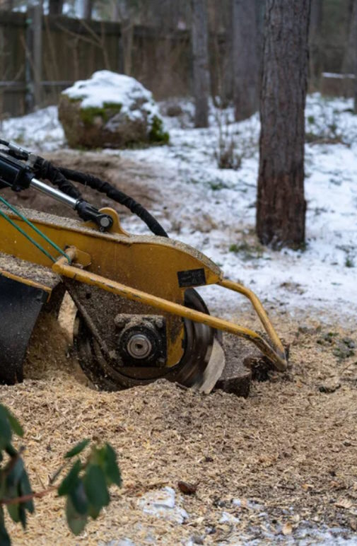 Baumstumpfentfernung Wiener Neustadt