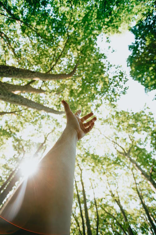 Baumpflege Wiener Neustadt sind Bäume wichtig