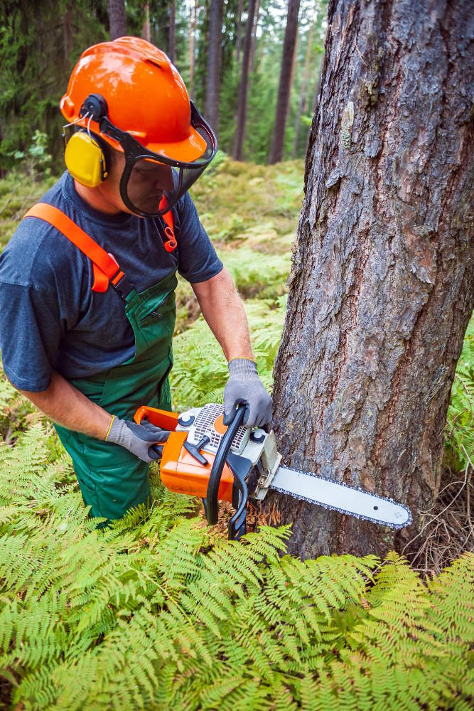 Baumschnitt mit Bedacht​