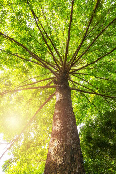 Umweltnutzen von Baumkontrollen​ in Wiener Neustadt