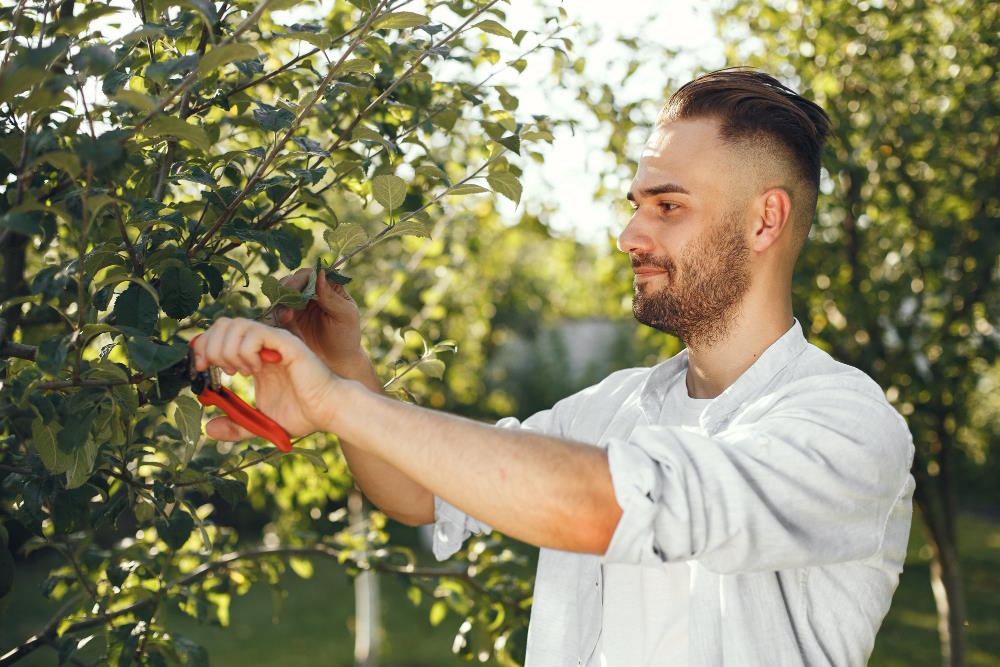 Die 10 goldenen Regeln für den perfekten Obstbaumschnitt